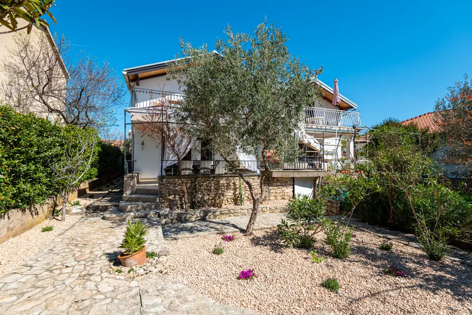 The white house seen across the gravel garden, framed by an old olive tree